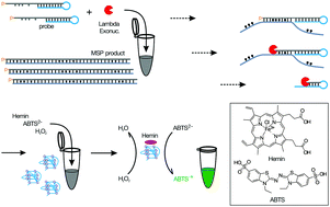 Graphical abstract: DNAzyme based visual detection of DNA methylation