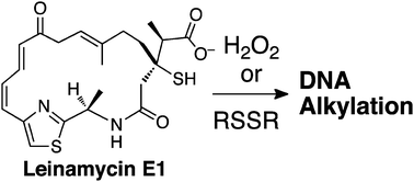 Graphical abstract: Oxidative activation of leinamycin E1 triggers alkylation of guanine residues in double-stranded DNA