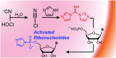 Graphical abstract: Synthesis of imidazole-activated ribonucleotides using cyanogen chloride