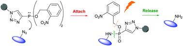 Graphical abstract: Chemoselective triazole-phosphonamidate conjugates suitable for photorelease