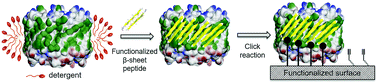 Graphical abstract: Immobilization of membrane proteins on solid supports using functionalized β-sheet peptides and click chemistry