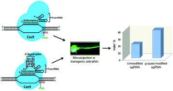 Graphical abstract: A G-quadruplex motif at the 3′ end of sgRNAs improves CRISPR–Cas9 based genome editing efficiency