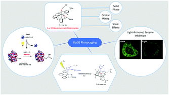 Graphical abstract: Ru(ii) polypyridyl complexes as photocages for bioactive compounds containing nitriles and aromatic heterocycles