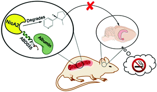 Graphical abstract: An enzymatic advance in nicotine cessation therapy