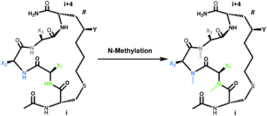 Graphical abstract: N terminal N-methylation modulates chiral centre induced helical (CIH) peptides’ biophysical properties