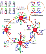 Graphical abstract: A gold nanoparticle-based four-color proximity immunoassay for one-step, multiplexed detection of protein biomarkers using ribonuclease H signal amplification