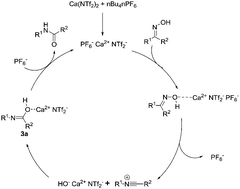 Graphical abstract: Mild, calcium catalysed Beckmann rearrangements