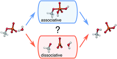 Graphical abstract: Challenges and advances in the computational modeling of biological phosphate hydrolysis