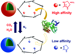 Graphical abstract: Gas-stimuli-responsive molecularly imprinted polymer particles with switchable affinity for target protein