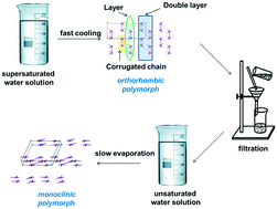 Graphical abstract: The formation of two thiotriazoline polymorphs: study from the energetic viewpoint