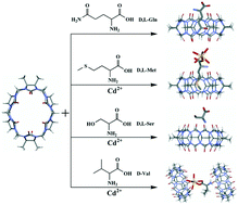 Graphical abstract: Supramolecular complexes of α,α′,δ,δ′-tetramethyl-cucurbit[6]uril binding with enantiomeric amino acids
