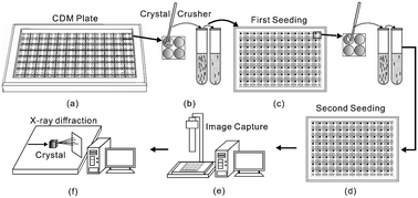 Graphical abstract: Combined cross-diffusion microbatch method and seeding technique to enhance protein crystallization based on a common dispersing agent