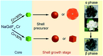 Graphical abstract: Impurity induced controlled growth of a NaGdF4 nanostructure by a core–shell approach