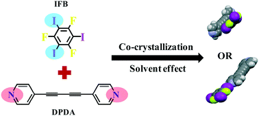 Graphical abstract: Halogen bonded cocrystal polymorphs of 1,4-di(4′-pyridyl)-1,3-diacetylene