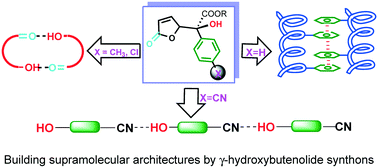 Graphical abstract: Supramolecular synthons in the gamma-hydroxybutenolides