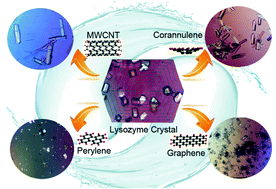 Graphical abstract: Exploring the effects and mechanisms of carbon nanomaterial diversity on the morphology of lysozyme crystals