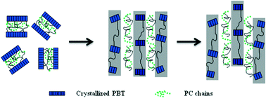 Graphical abstract: Deformation-induced structure evolution of poly(butylene terephthalate)/poly(carbonate) blends during uniaxial stretching