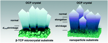 Graphical abstract: Nanoparticles in β-tricalcium phosphate substrate enhance modulation of structure and composition of an octacalcium phosphate grown layer