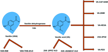 Graphical abstract: Co-crystals and salts of vanillic acid and vanillin with amines