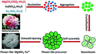 Graphical abstract: Controlled synthesis of 3D flower-like MgWO4:Eu3+ hierarchical structures and fluorescence enhancement through introduction of carbon dots