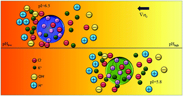 Graphical abstract: Separation of charge-regulated polyelectrolytes by pH-assisted diffusiophoresis