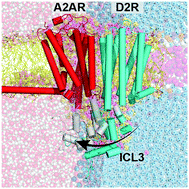 Graphical abstract: Capturing the multiscale dynamics of membrane protein complexes with all-atom, mixed-resolution, and coarse-grained models