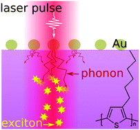 Graphical abstract: Phonons spreading from laser-heated gold nanoparticle array accelerate diffusion of excitons in an underlying polythiophene thin film