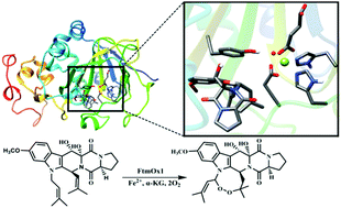 Graphical abstract: Insights into the unprecedented epoxidation mechanism of fumitremorgin B endoperoxidase (FtmOx1) from Aspergillus fumigatus by QM/MM calculations