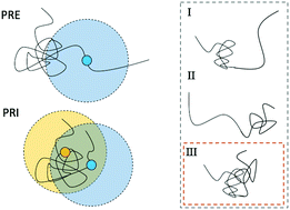 Graphical abstract: NMR probing and visualization of correlated structural fluctuations in intrinsically disordered proteins