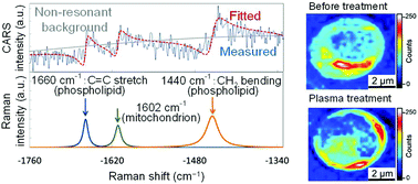 Graphical abstract: Intracellular-molecular changes in plasma-irradiated budding yeast cells studied using multiplex coherent anti-Stokes Raman scattering microscopy