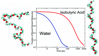 Graphical abstract: The dynamics of solvation dictates the conformation of polyethylene oxide in aqueous, isobutyric acid and binary solutions