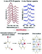 Graphical abstract: Nucleation-dependant chemical bonding paradigm: the effect of rare earth ions on the nucleation of urea in aqueous solution