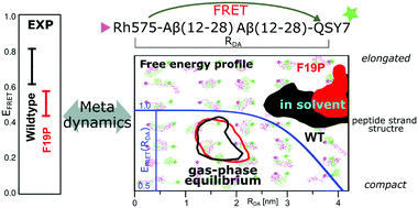 Graphical abstract: Dimerization and conformation-related free energy landscapes of dye-tagged amyloid-β12–28 linked to FRET experiments