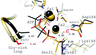 Graphical abstract: Understanding how cAMP-dependent protein kinase can catalyze phosphoryl transfer in the presence of Ca2+ and Sr2+: a QM/MM study