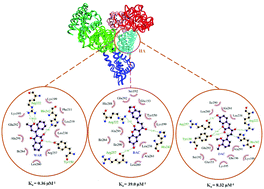 Graphical abstract: Insights into the molecular interaction between two polyoxygenated cinnamoylcoumarin derivatives and human serum albumin