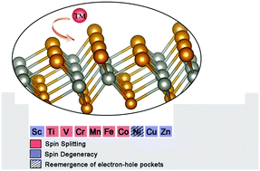 Graphical abstract: Spin splitting and reemergence of charge compensation in monolayer WTe2 by 3d transition-metal adsorption