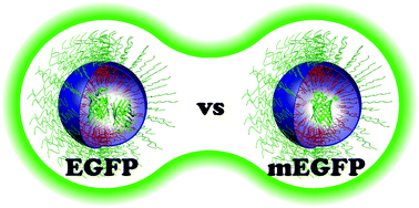 Graphical abstract: Encapsulation into complex coacervate core micelles promotes EGFP dimerization