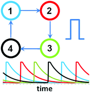 Graphical abstract: Dynamical regimes of four oscillators with excitatory pulse coupling