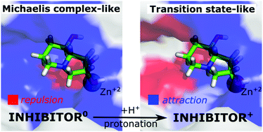 Graphical abstract: In silico analysis of interaction pattern switching in ligand⋯receptor binding in Golgi α-mannosidase II induced by the protonated states of inhibitors