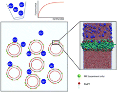 Graphical abstract: How does ytterbium chloride interact with DMPC bilayers? A computational and experimental study