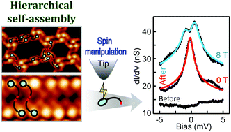 Graphical abstract: 13-cis-Retinoic acid on coinage metals: hierarchical self-assembly and spin generation