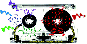 Graphical abstract: Rational molecular design enhancing the photonic performance of red-emitting perylene bisimide dyes