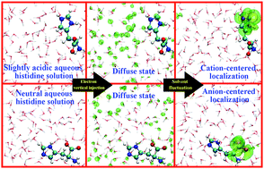 Graphical abstract: Protonation-modulated localization of excess electrons in histidine aqueous solutions revealed by ab initio molecular dynamics simulations: anion-centered versus cation-centered localization