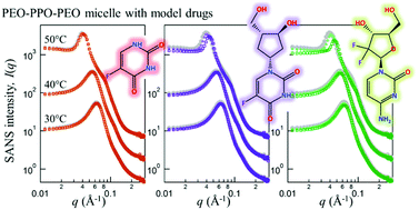 Graphical abstract: Effect of nucleoside analogue antimetabolites on the structure of PEO–PPO–PEO micelles investigated by SANS