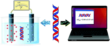 Graphical abstract: Modeling DNA oxidation in water