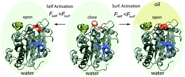 Graphical abstract: A novel self-activation mechanism of Candida antarctica lipase B