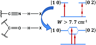 Graphical abstract: Fermi resonance as a means to determine the hydrogen-bonding status of two infrared probes