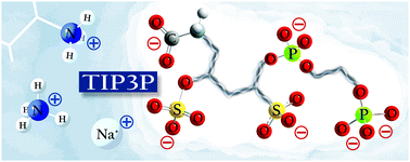 Graphical abstract: Developing force fields when experimental data is sparse: AMBER/GAFF-compatible parameters for inorganic and alkyl oxoanions