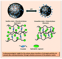 Graphical abstract: A phenomenological order approach to the volume phase transition in microgel particles