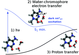 Graphical abstract: Water–chromophore electron transfer determines the photochemistry of cytosine and cytidine